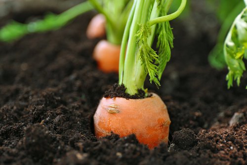 shutterstock_304132082